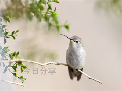 血雨腥风！大秦刺客尽显绝技，李峰命悬一线，全文免费阅读无弹窗惊艳大结局揭秘！ 